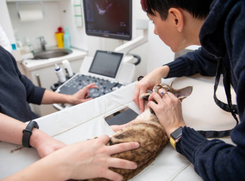 Exame Cardiológico Animais Marcar Saboó - Exame Cardiológico para Animais Silvestres