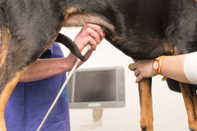 Exame Cardiológico Cachorros Marcar Morro Cachoeira - Exame Cardiológico para Animais Exóticos