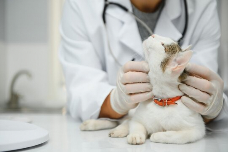 Exame Cardiologico Gatos Agendar São Vicente - Exame Cardiológico para Animal