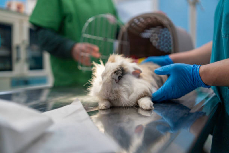 Exame Cardiológico para Animais Exóticos Esplanada dos Barreiros - Exame Cardiológico para Cães