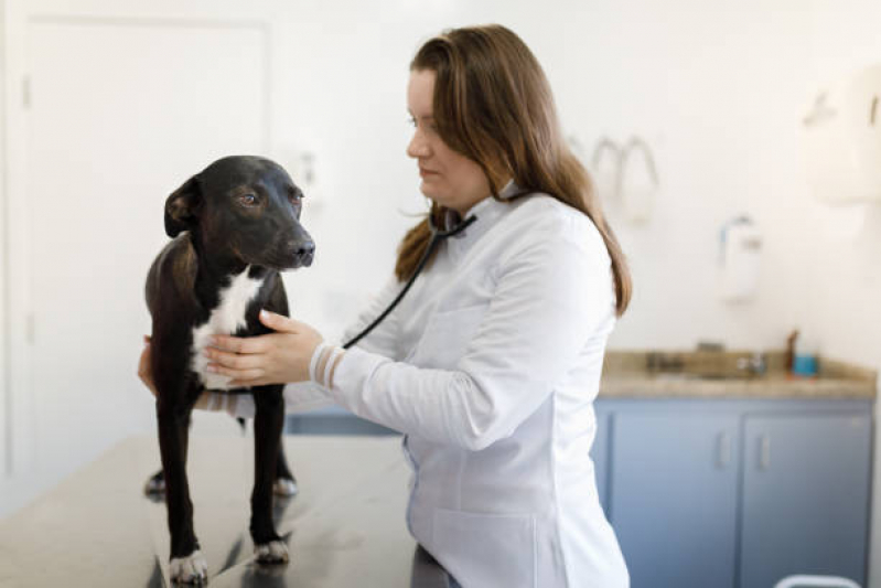 Exame Cardiológico para Animais Saboó - Exame Cardiológico para Cachorros