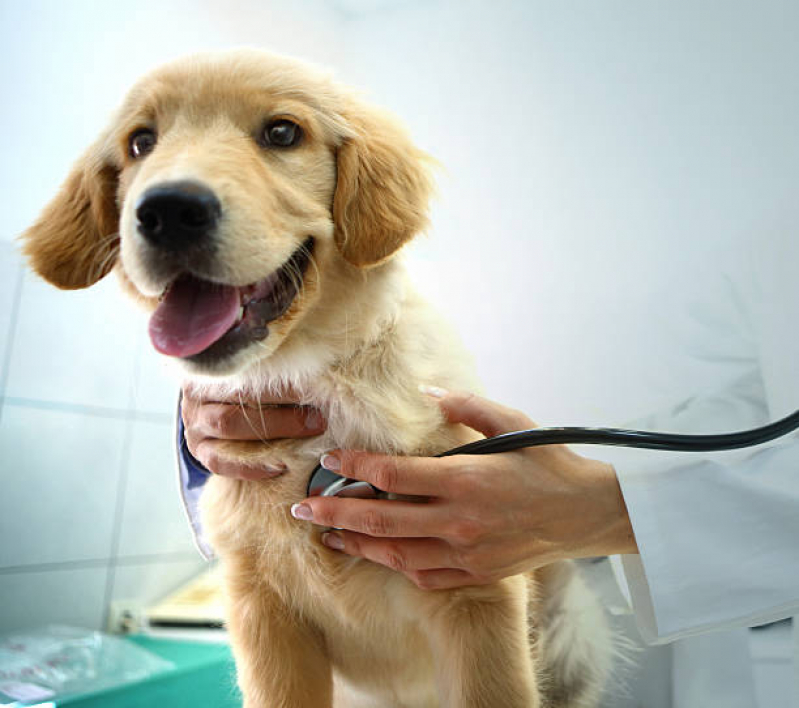 Exame Cardiológico para Cachorros Marcar Saboó - Exame Cardiológico para Cães