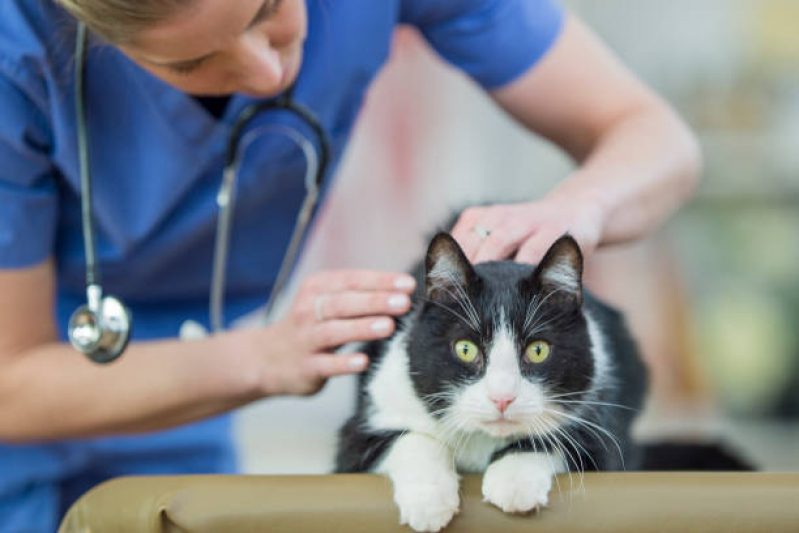 Exame Cardiológico para Gatos Marcar Aparecida - Exame Cardiológico para Animais São Vicente