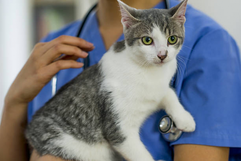 Exame Cardiológico para Gatos Embaré - Exame Cardiológico para Animais Exóticos