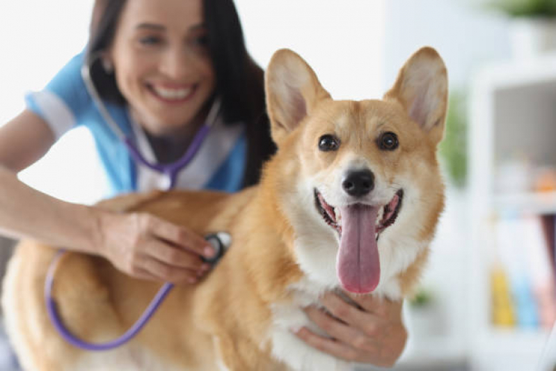 Exame Cardiológico Veterinário Marcar Encruzilhada - Exame Cardiológico para Animais Exóticos