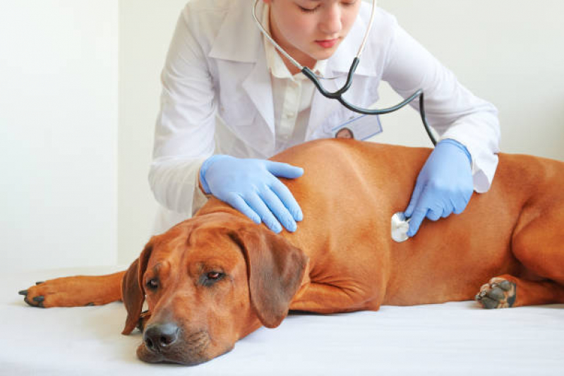 Exame Cardiológico Veterinário Estuário - Exame Cardiológico para Animais