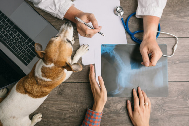 Exame Citologia Cachorro Agendar Catiapoa - Exame de Leptospirose em Cães