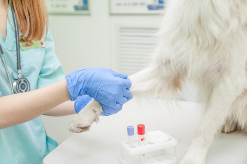 Exame Coproparasitológico Veterinário Marcar Belvedere Mar Pequeno - Exames para Pancreatite em Cães