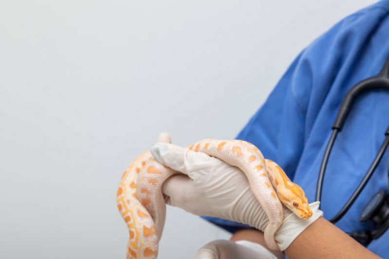 Exame de Pressão Arterial para Animais Porto Valongo - Exame Holter Veterinário