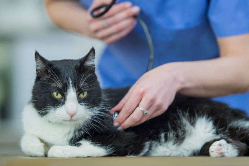 Exame de Pressão Arterial para Gatos Agendar Jardim Castelo - Exame Holter para Animais