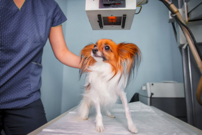 Exame de Raio X em Cachorro Centro - Raio X Cranio Cachorro