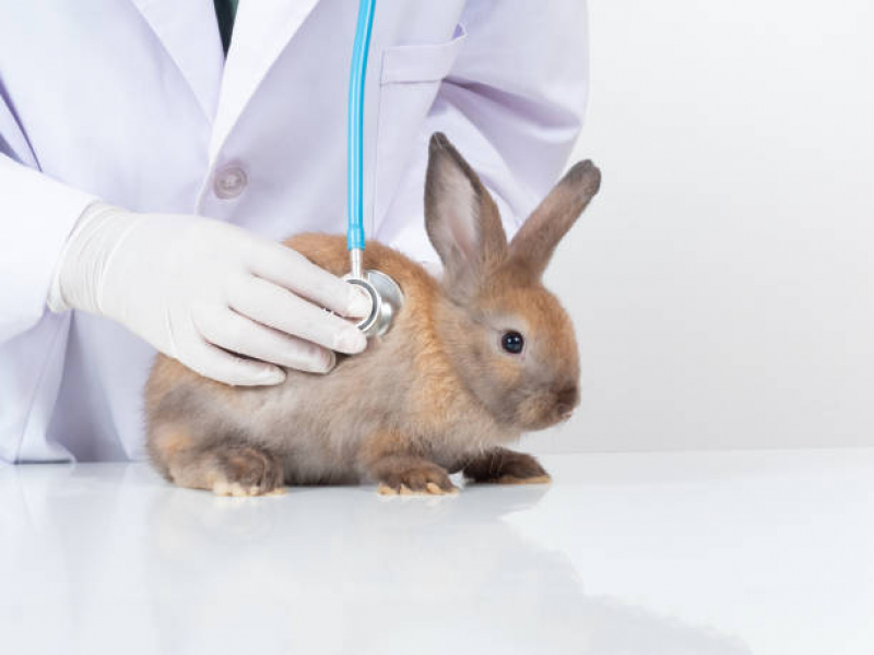 Exame de Sangue para Animais Silvstres Pompéia - Exame Veterinário