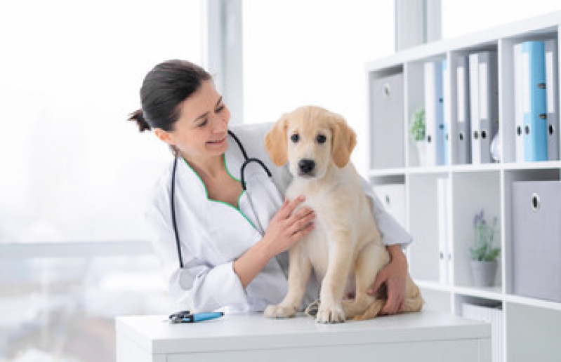 Exame de Sangue para Cachorro Peruíbe - Exame Veterinário