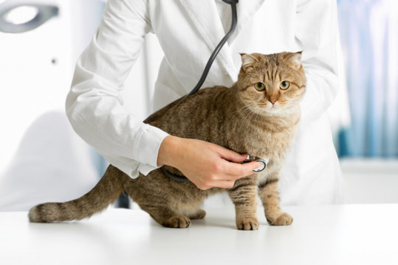 Exame de Sangue para Gato Marcar Santos - Exames de Urina para Cachorro