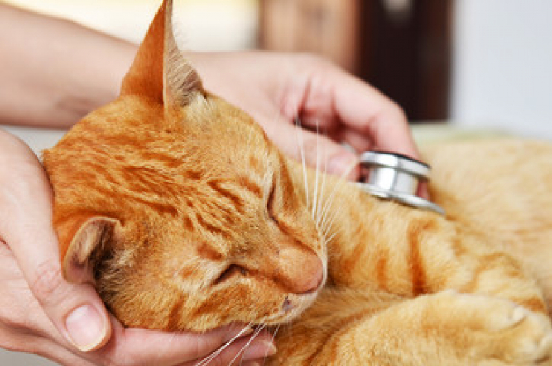 Exame de Sangue para Gato Vila Voturua - Exame de Fezes para Animais Silvestres