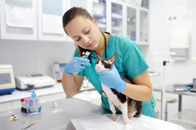Exame de Sangue para Gatos Marcar Bertioga - Exame de Pif Gatos