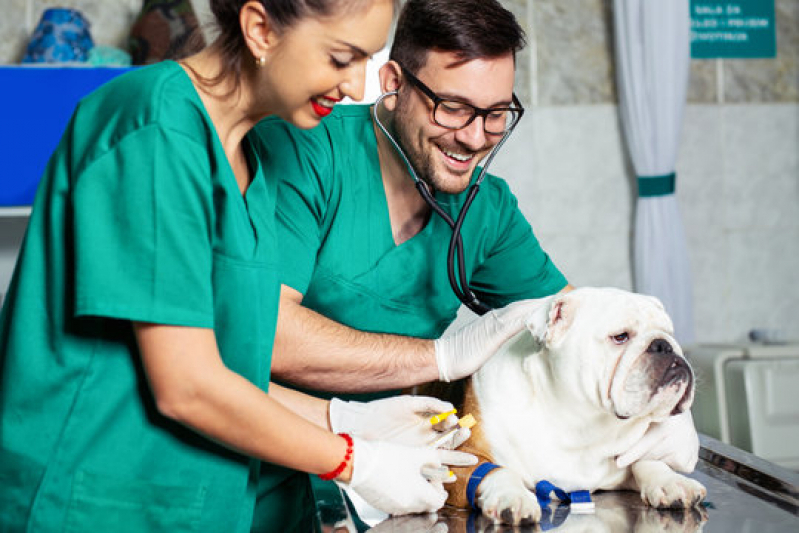 Exame Laboratorial Veterinario Santos - Exames Laboratoriais Pet