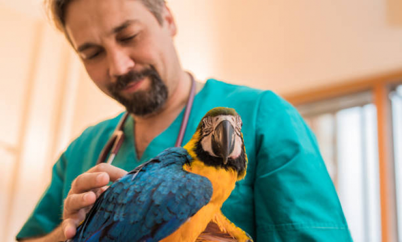 Exame para Aves Vila Nova São Vicente - Exame de Ultrassom para Animais Exóticos