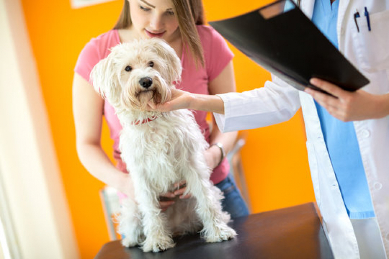 Exame para Detectar Calazar em Cães Marcar Embaré - Exames Laboratoriais Cães