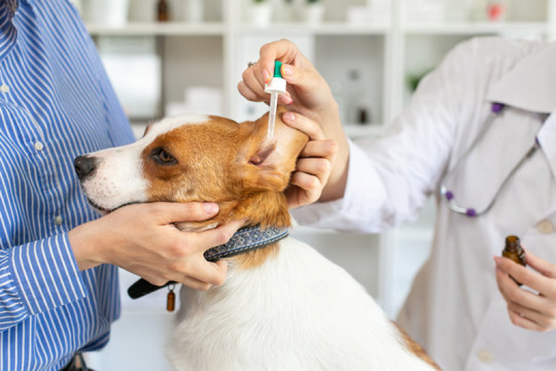 Exame para Hiperadrenocorticismo em Caes Embaré - Exames para Pancreatite em Cães