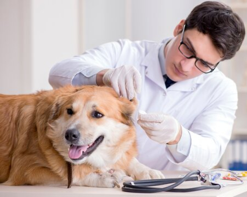 Exames Animais Morro Caneleira - Exames de Pele em Cães