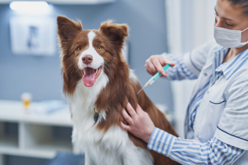 Exames de Rotina Cachorro Esplanada dos Barreiros - Exames Laboratoriais em Animais