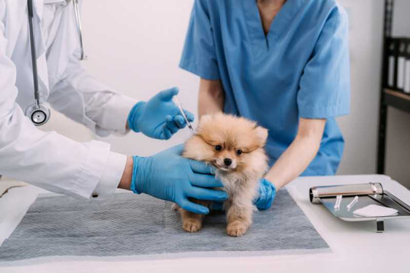 Exames Laboratoriais Animais Agendar Valongo - Exames Laboratoriais para Cachorros e Gatos