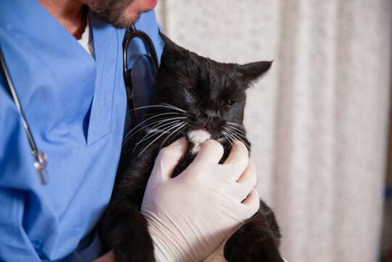 Exames Laboratoriais Animais Aparecida - Exames Laboratoriais para Gatos