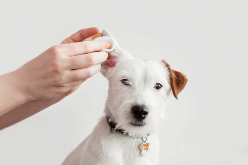 Exames Laboratoriais Cachorros Aparecida - Exames Laboratoriais para Cachorro