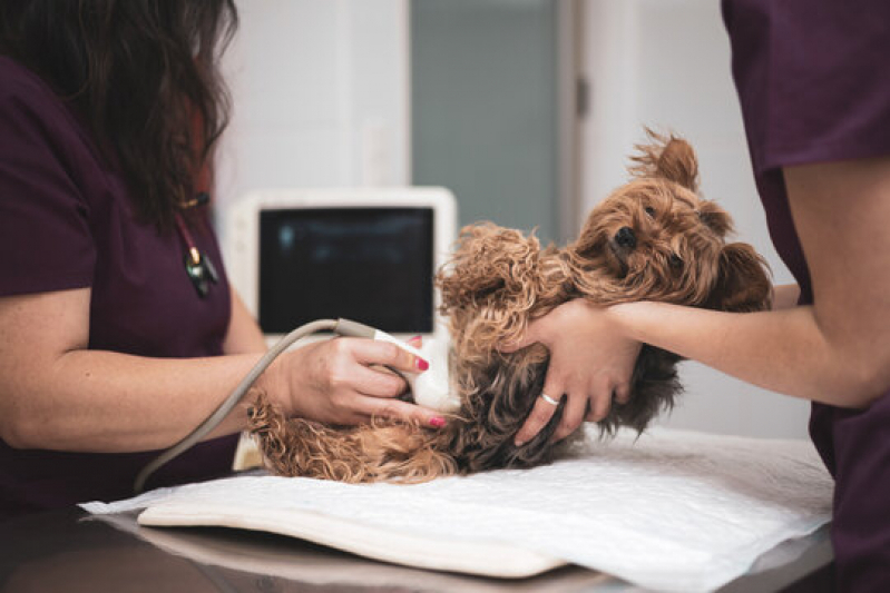 Exames Laboratoriais de Cachorro Cubatão - Exames Laboratoriais de Cachorro