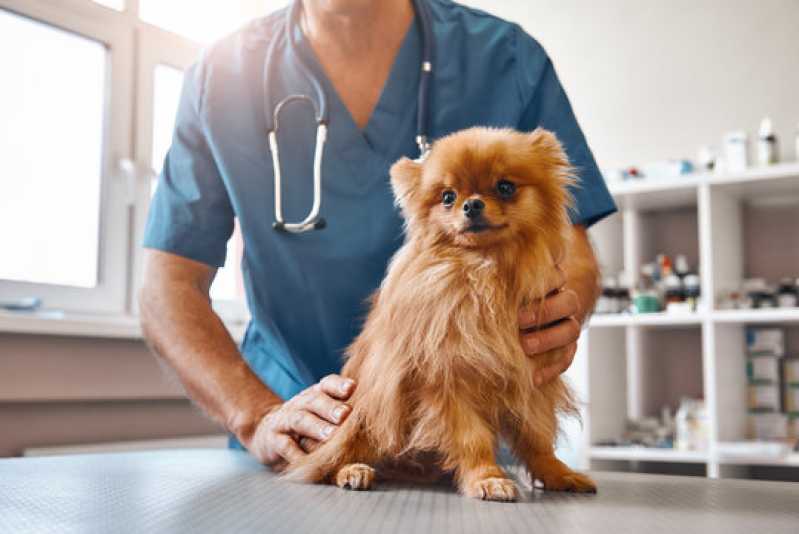 Exames Laboratoriais para Cachorro Agendar Vila Voturua - Exames Laboratoriais para Cachorros e Gatos