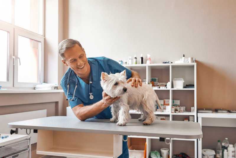 Exames Laboratoriais para Cachorro Porto Alemoa - Exames Laboratoriais para Animais Pequenos