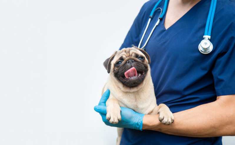 Exames Laboratoriais para Cachorros e Gatos Baixada Santista - Exames Laboratoriais para Pets