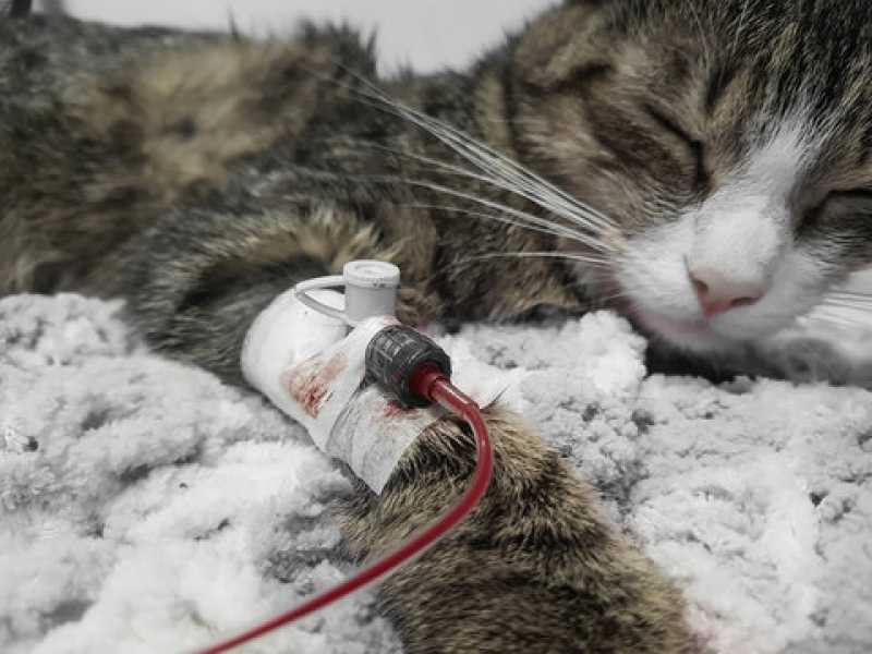 Exames Laboratoriais para Gatos Samarita - Exames Laboratoriais para Pets