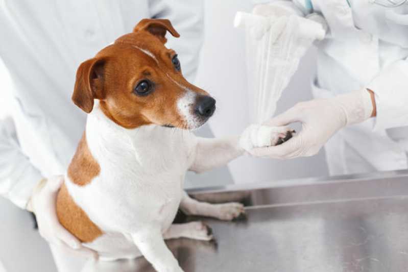 Laboratório Canino Ponta da Praia - Laboratório para Pets