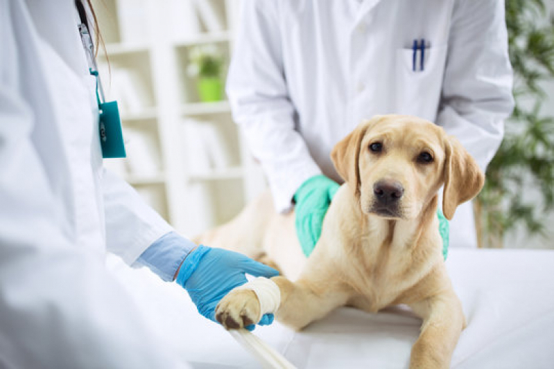 laboratorio-analises-clinicas-veterinaria