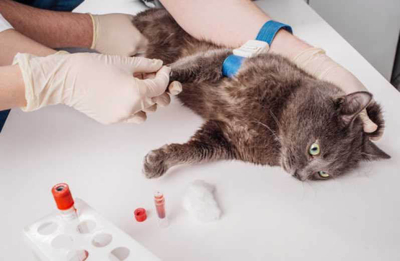 Laboratório Veterinário Próximo a Mim Contato Pompéia - Laboratório para Exames em Animais