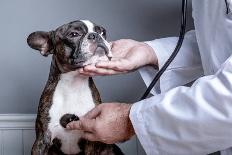 Marcar Diagnóstico por Imagem em Pequenos Animais Boqueirão - Diagnóstico por Imagem Veterinária