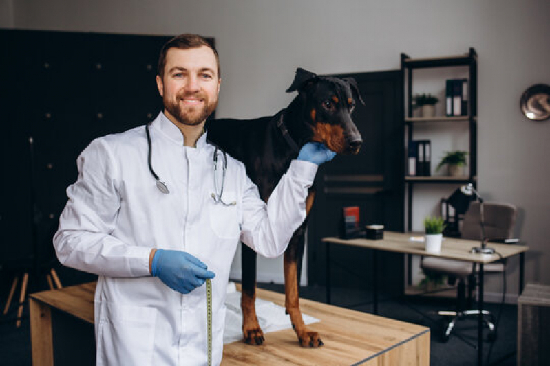 Marcar Exame Holter para Cachorros Ilha Diana - Exame Cardiológico para Animal