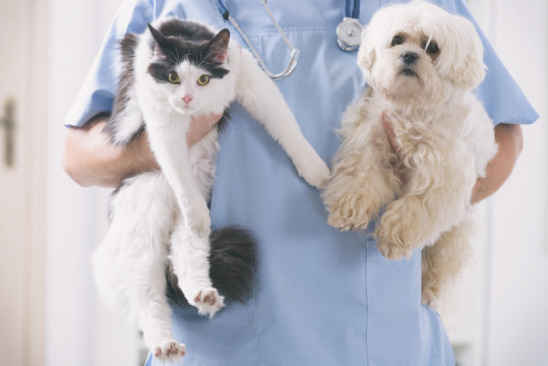 Marcar Exame Holter para Gatos Parque Continental - Exame de Pressão Arterial para Gatos