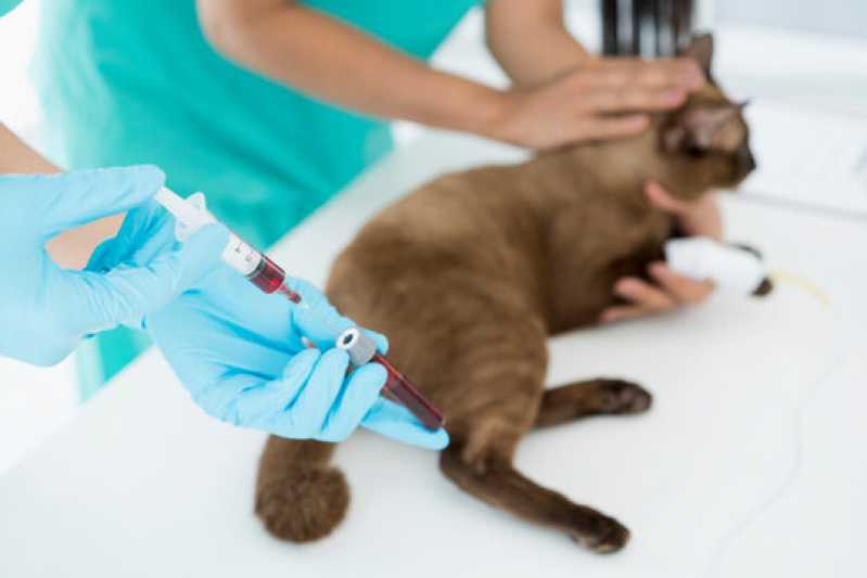 Onde Agendar Exames Laboratoriais para Pets Conjunto Residencial Tancredo Neves - Exames Laboratoriais para Animal