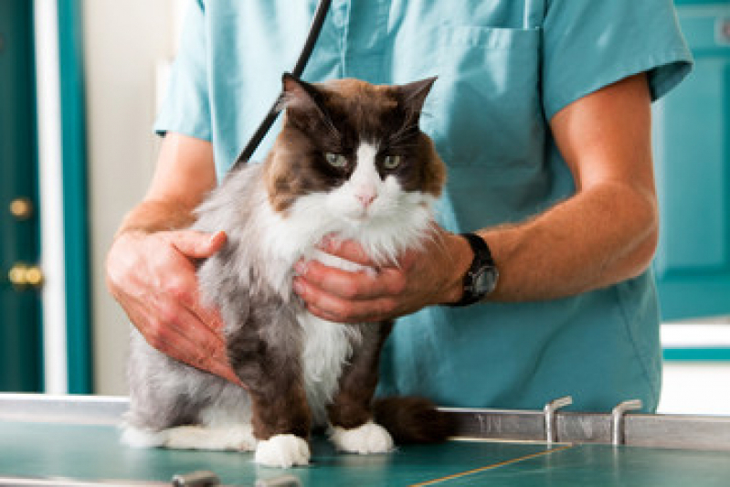 Onde Faz Eletrocardiograma para Pet Chico de Paula - Eletrocardiograma para Gato