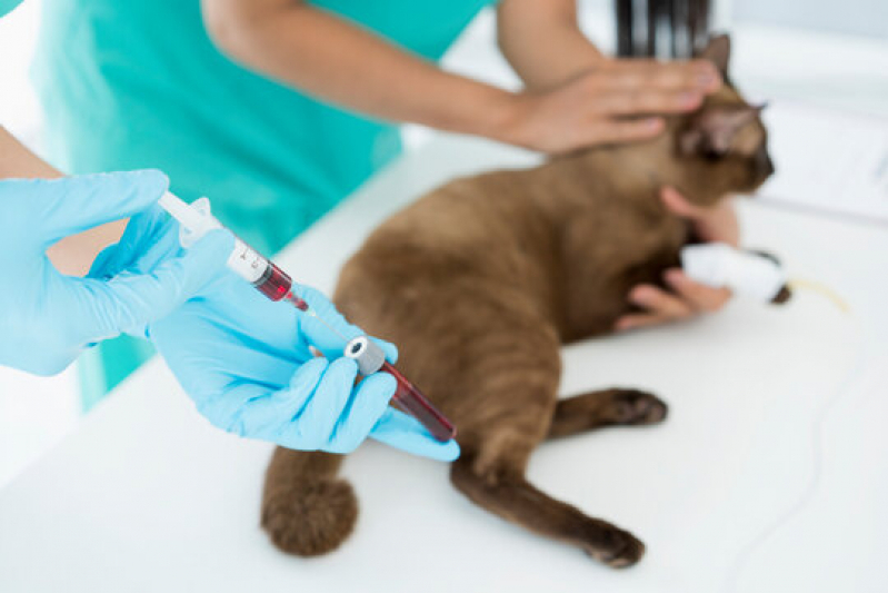 Onde Faz Eletrocardiograma Pet Bertioga - Eletrocardiograma em Cães e Gatos