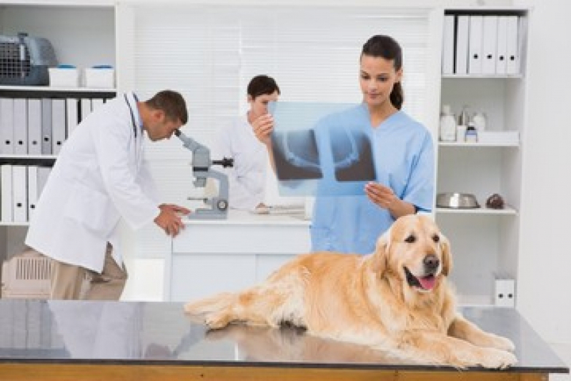 Onde Faz Raio X do Cachorro Caruara - Radiografia para Cachorro
