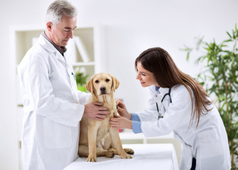 Onde Fazer Diagnóstico Imagem Veterinária Vila Ema - Diagnóstico por Imagem em Cachorros