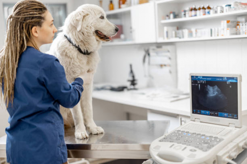Onde Fazer Exame Cardiológico Animais Vila Matias - Exame Cardiológico para Cachorros