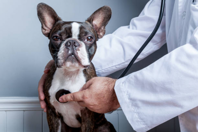 Onde Fazer Exame Cardiológico Cachorros Esplanada dos Barreiros - Exame Cardiológico para Animais Santos