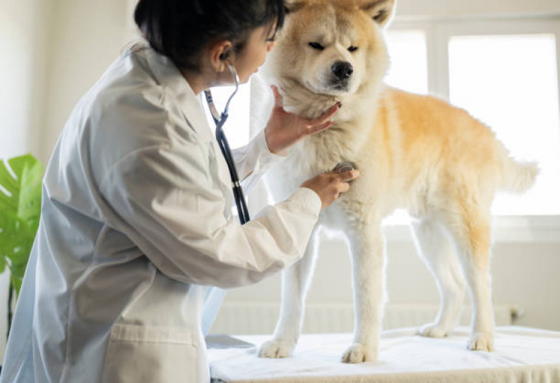 Onde Fazer Exame Cardiológico para Animais de Estimação Vila Voturua - Exame Cardiológico para Animais Santos