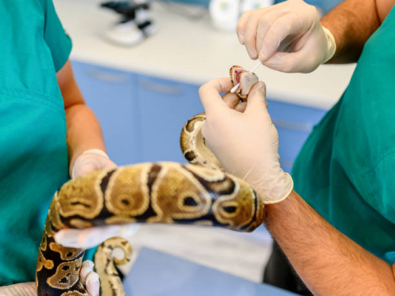 Onde Fazer Exame Cardiológico para Animais Exóticos Porto Paquetá - Exame Cardiológico Veterinário