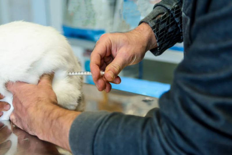 Onde Fazer Exame de Sangue para Animais Silvstres Baixada Santista - Exame de Sangue para Gato